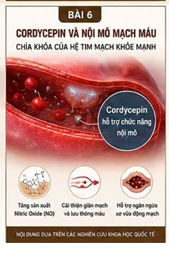 CORDYCEPIN VÀ TĂNG HUYẾT ÁP – YẾU TỐ NGUY CƠ HÀNG ĐẦU CỦA BỆNH TIM MẠCH