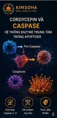 CORDYCEPIN TRONG NGHIÊN CỨU UNG THƯ ĐẠI TRỰC TRÀNG – NHỮNG PHÁT HIỆN KHOA HỌC TỪ CORDYCEPS MILITARIS