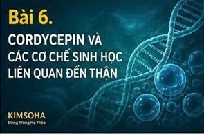 STRESS OXY HÓA VÀ BỆNH THẬN: VÌ SAO CORDYCEPIN ĐƯỢC GIỚI KHOA HỌC QUAN TÂM?