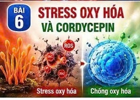 CORDYCEPIN VÀ GLUT4 – “CÁNH CỬA” ĐƯA GLUCOSE VÀO TẾ BÀO