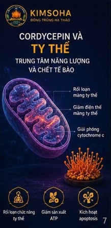 CORDYCEPIN TRONG NGHIÊN CỨU UNG THƯ DẠ DÀY – NHỮNG BẰNG CHỨNG KHOA HỌC HIỆN NAY