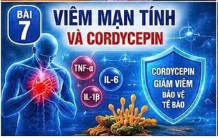 CORDYCEPIN VÀ STRESS OXY HÓA – “KẺ PHÁ HOẠI THẦM LẶNG” TRONG BỆNH ĐÁI THÁO ĐƯỜNG