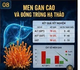 ĐÔNG TRÙNG HẠ THẢO VÀ MEN GAN CAO: NHỮNG ĐIỀU KHOA HỌC ĐANG NGHIÊN CỨU