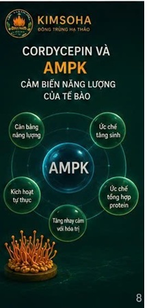 CORDYCEPIN TRONG NGHIÊN CỨU UNG THƯ TUYẾN TIỀN LIỆT – NHỮNG PHÁT HIỆN KHOA HỌC HIỆN NAY