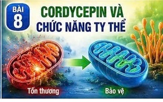 CORDYCEPIN VÀ AGEs – “ĐỘC TỐ ĐƯỜNG HÓA” THÚC ĐẨY LÃO HÓA VÀ BIẾN CHỨNG ĐÁI THÁO ĐƯỜNG