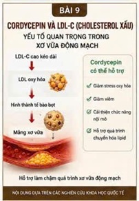 CORDYCEPIN VÀ LDL-C (CHOLESTEROL XẤU) – YẾU TỐ QUAN TRỌNG TRONG XƠ VỮA ĐỘNG MẠCH