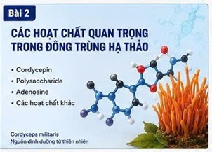 STRESS OXY HÓA VÀ BỆNH PHỔI: VÌ SAO CORDYCEPIN ĐƯỢC GIỚI KHOA HỌC QUAN TÂM?