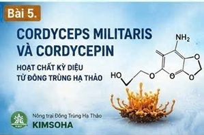 ORDYCEPIN VÀ CÁC CƠ CHẾ ĐIỀU HÒA MIỄN DỊCH ĐƯỢC NGHIÊN CỨU HIỆN NAY