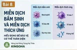 ĐÔNG TRÙNG HẠ THẢO VÀ NGƯỜI THƯỜNG XUYÊN ỐM VẶT: GÓC NHÌN KHOA HỌC TỪ HỆ MIỄN DỊCH