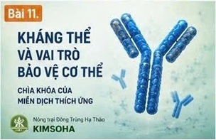 SUY GIẢM MIỄN DỊCH SAU BỆNH NẶNG: NHỮNG ĐIỀU KHOA HỌC ĐÃ BIẾT