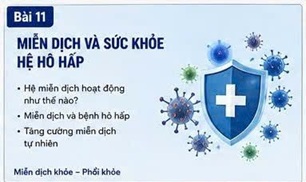ĐÔNG TRÙNG HẠ THẢO VÀ VIÊM PHỔI MẠN TÍNH: GÓC NHÌN TỪ MIỄN DỊCH HỌC HIỆN ĐẠI