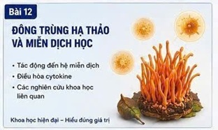 ĐÔNG TRÙNG HẠ THẢO VÀ COVID-19 HẬU NHIỄM: NHỮNG ĐIỀU KHOA HỌC ĐÃ BIẾT VÀ CHƯA BIẾT