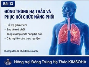 ĐÔNG TRÙNG HẠ THẢO VÀ XƠ HÓA PHỔI: CƠ CHẾ BỆNH SINH VÀ CÁC XU HƯỚNG NGHIÊN CỨU MỚI