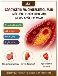CORDYCEPIN VÀ CHOLESTEROL MÁU – MỐI LIÊN HỆ GIỮA LIPID MÁU VÀ SỨC KHỎE TIM MẠCH